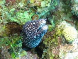 007 Spotted Moray IMG 6164